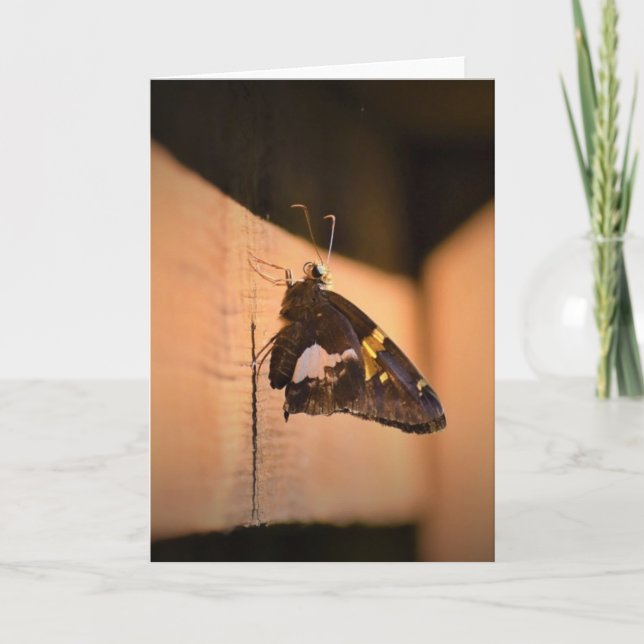 Papillon, carte (Devant)