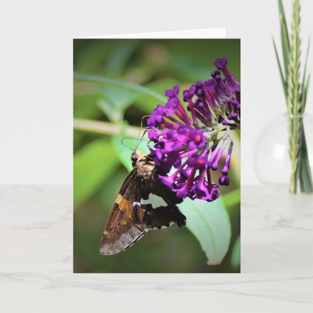 Papillon, carte (Devant)