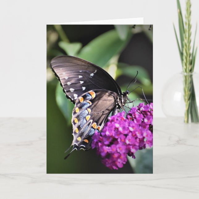 Papillon, carte (Devant)