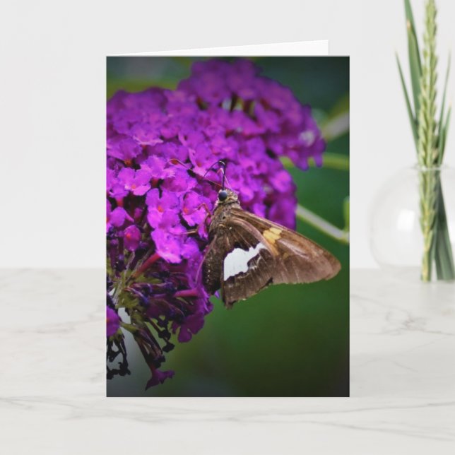 Papillon, carte (Devant)