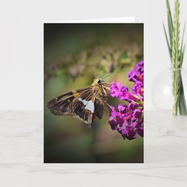 Papillon, carte (Devant)