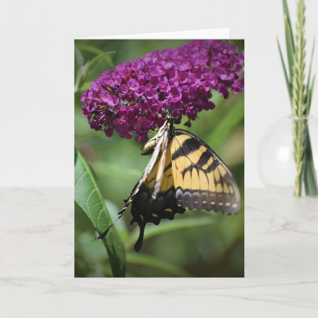 Papillon, carte (Devant)