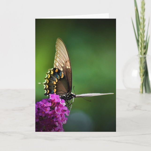 Papillon, carte (Devant)