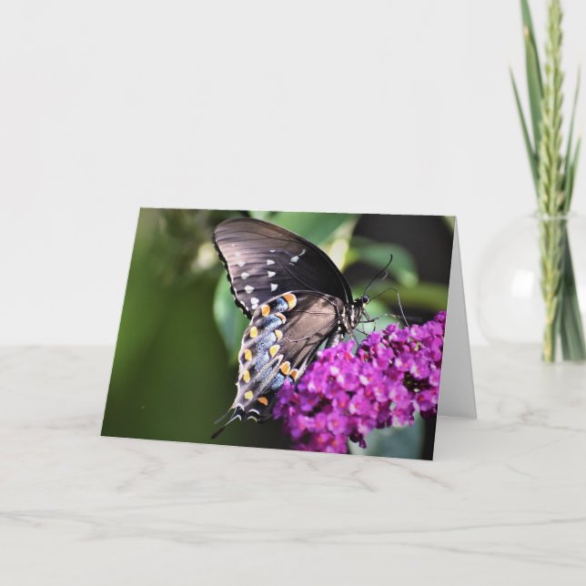 Papillon, carte (Devant)