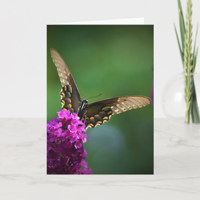 Papillon, carte (Devant)
