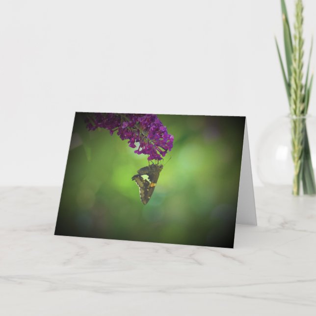 Papillon, carte (Devant)