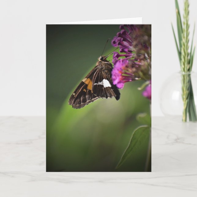 Papillon, carte (Devant)