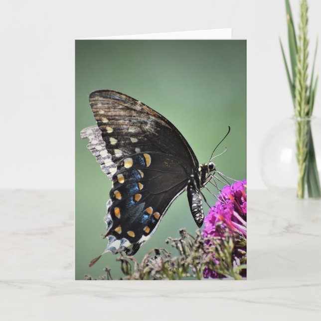 Papillon, carte (Devant)