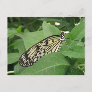 Papillon Cerf-Volant en Macro sur Carte Postale