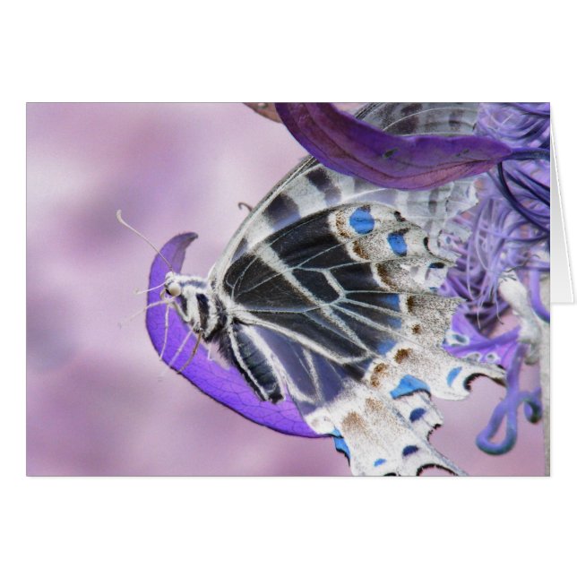 Papillon changé (Devant horizontal)