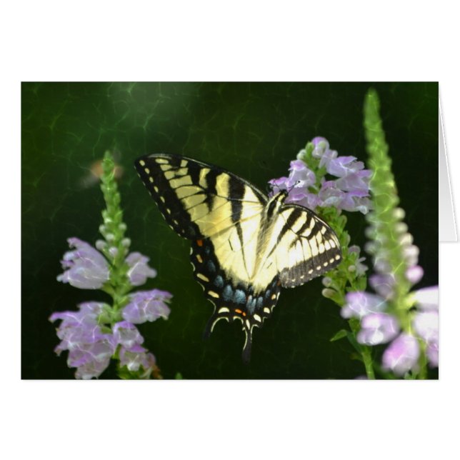 Papillon chatoyant (Devant horizontal)