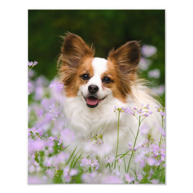 Papillon Chien Cute Romantique Portrait Photo - (Devant)