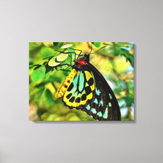 Papillon Coloré Sur Toile