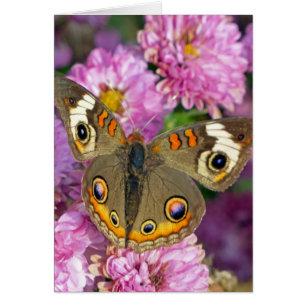 Papillon commun