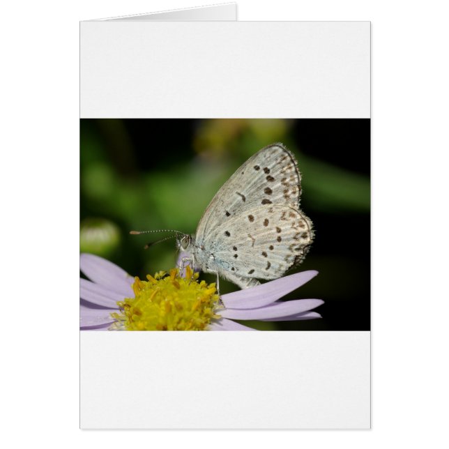 Papillon couleur crème tacheté (Devant)