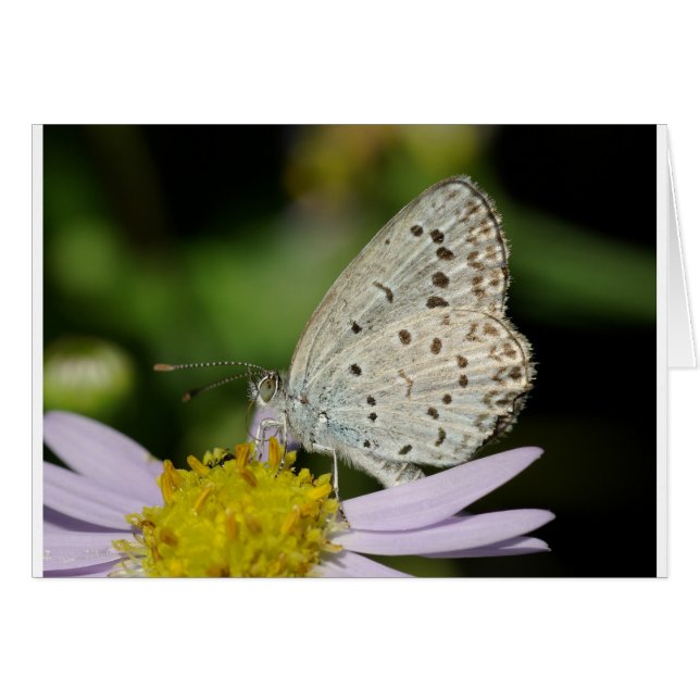 Papillon couleur crème tacheté (Devant horizontal)
