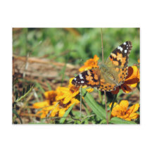 Papillon dame peint sur la carte postale Zinnia