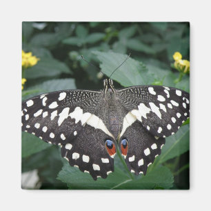 Papillon de chaux et fleurs Magnet