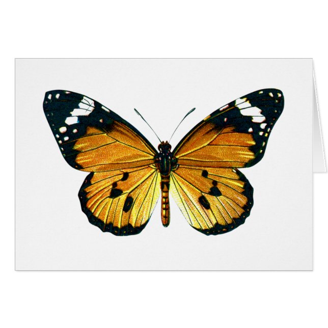 Papillon de chrysippus de Danaus (Devant horizontal)