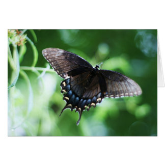 "papillon de jardin" de Larry Coressel
