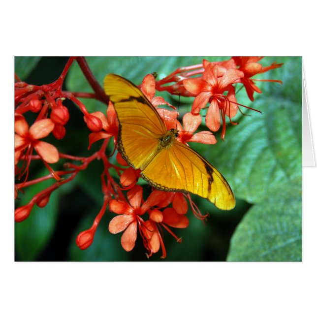 Papillon de Julia (Devant horizontal)