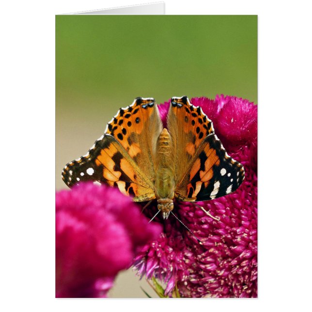 Papillon de la Dame peinte (Devant)
