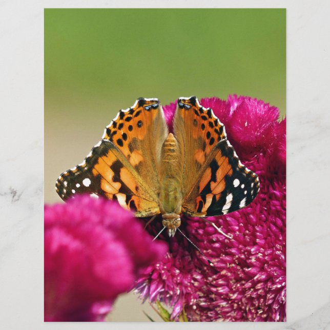 Papillon de la Dame peinte (Devant)