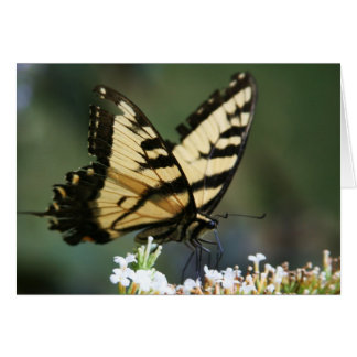 "papillon" de Larry Coressel