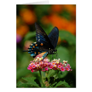 Papillon de machaon de Pipevine