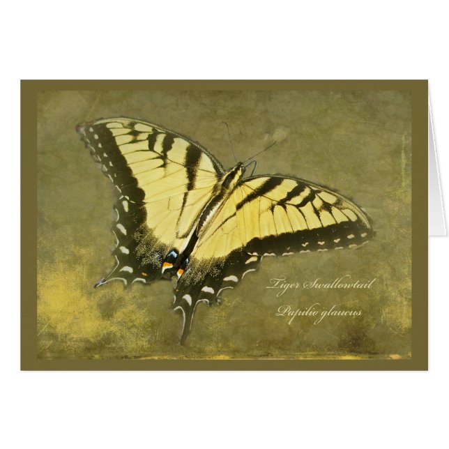 Papillon de machaon de tigre - glaucus de Papilio (Devant horizontal)