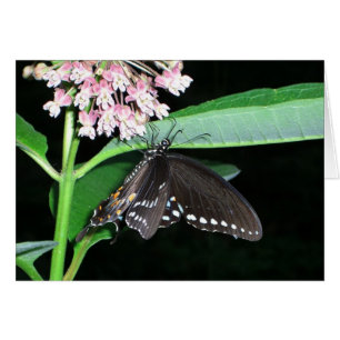 Papillon de nuit noir Swallowtail à Shenandoah
