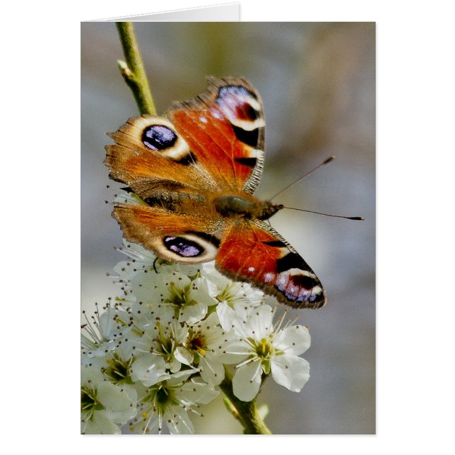 Papillon de paon - papillon sur la fleur (Devant)