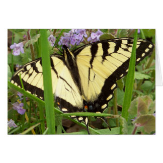 Papillon de queue de tigre