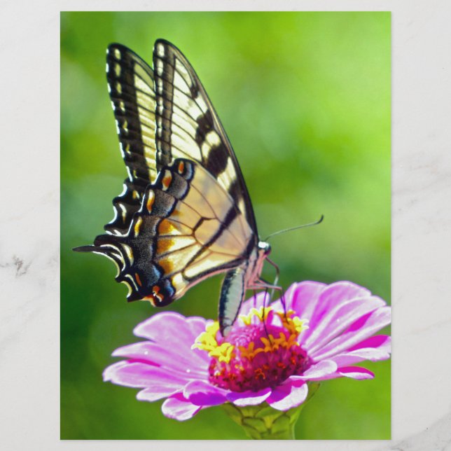 Papillon de queue de tigre (Devant)