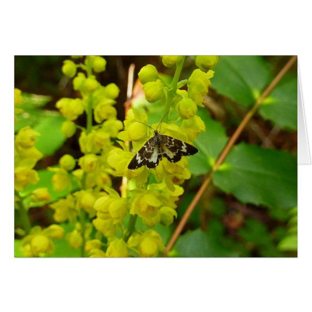 Papillon de Redwood et fleurs sauvages de raisin d (Devant horizontal)