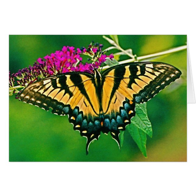 Papillon d'épaisse du tigre oriental (Devant horizontal)