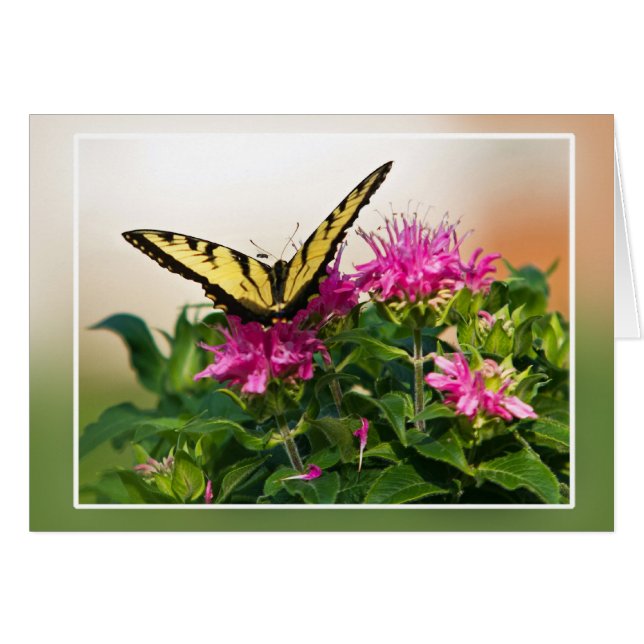 Papillon d'épaisse du tigre oriental (Devant horizontal)