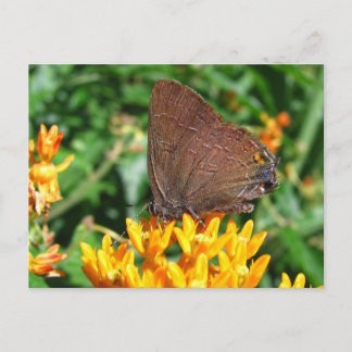 Papillon des cheveux ~ carte postale