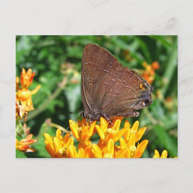 Papillon des cheveux ~ carte postale (Devant)