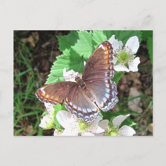 Papillon Diana ~ carte postale (Devant)