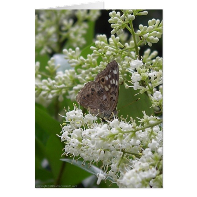 Papillon : Empereur de Hackberry (Devant)