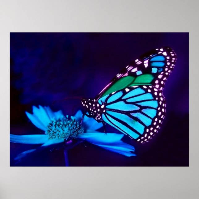 Papillon en affiche bleue (Devant)