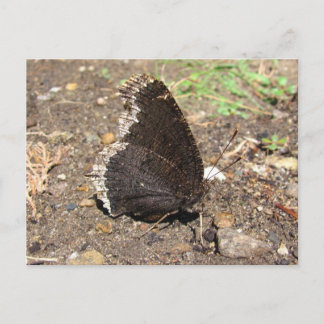 Papillon en deuil ~ carte postale