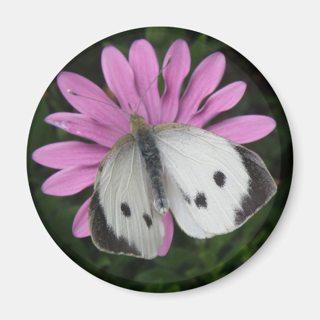 Papillon et aimant à fleurs roses (Devant)