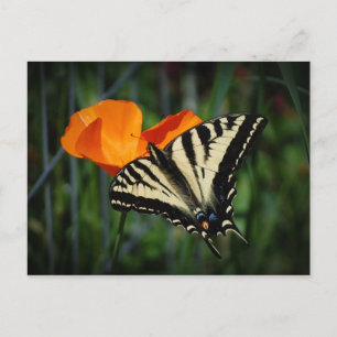 Papillon et carte postale orange de pavot de