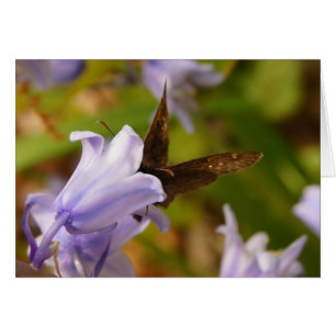 Papillon et cloches bleues