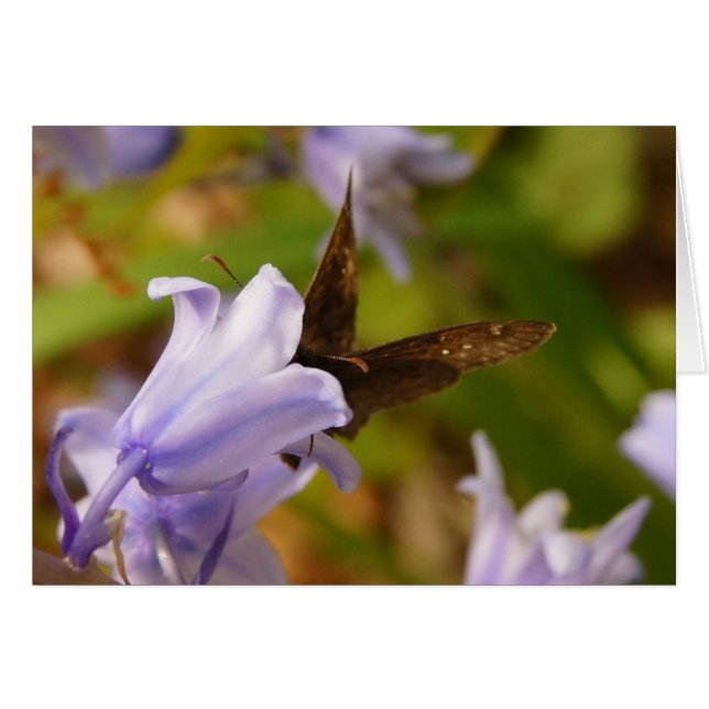 Papillon et cloches bleues (Devant Horizontal)