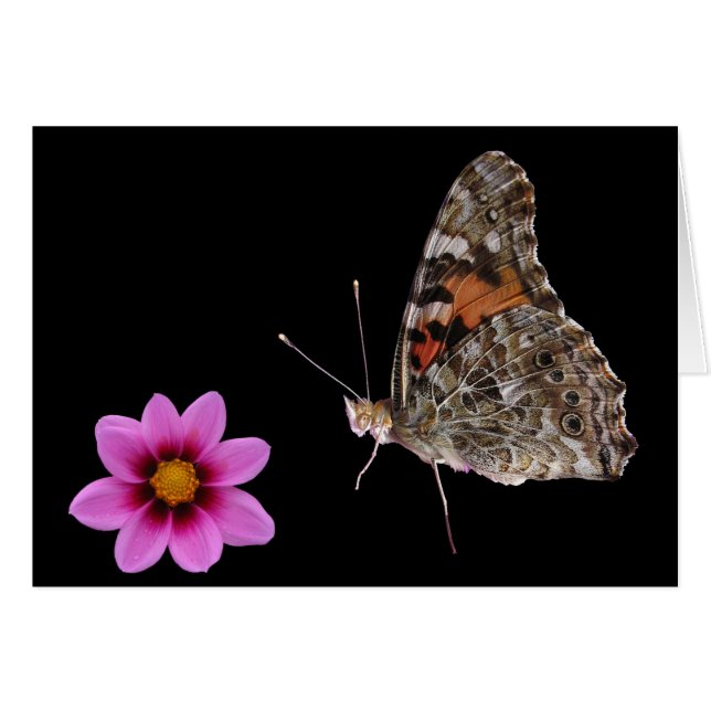 Papillon et Fleur rose (Devant horizontal)