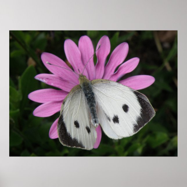 Papillon et impression de fleurs roses (Devant)