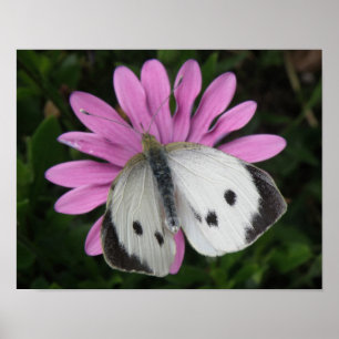 Papillon et impression de fleurs roses